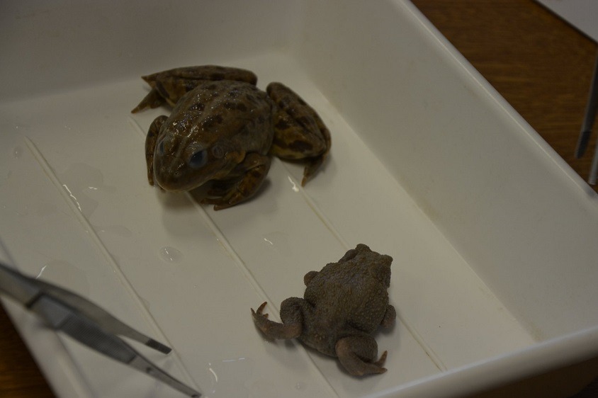 Czym się różni żaba od ropuchy Sprawdź jakie są różnice (1)