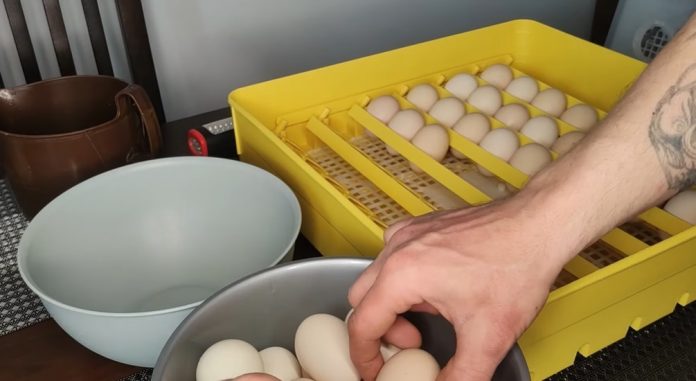 Inkubacja jaj kurzych - informacje, krok po kroku, temperatura, ile trwa, wilgotność (1)