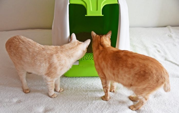 Jak nauczyć dorosłego kota korzystać z kuwety Czy da się nauczyć starego kota (1)