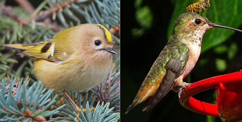 Mysikrólik - najmniejszy ptak w Polsce podobny do kolibra, jak wygląda, czym karmić (1)