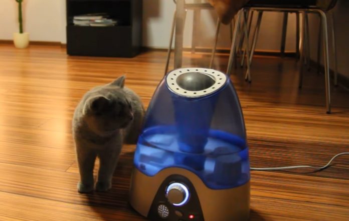 Nawilżacz ultradźwiękowy a koty - jaki nawilżacz wybrać (1)