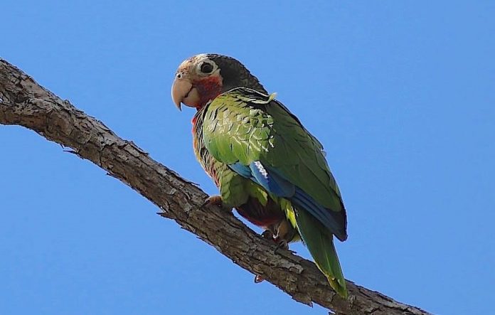 Papuga amazonka - hodowla, jak się opiekować, ile żyje, cena, opinie na forum, gdzie kupić (1)