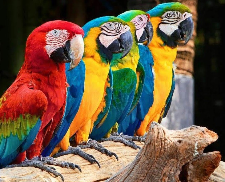 Papuga ara - jak wygląda, ile żyje, hodowla, gdzie kupić, ile kosztuje, cena (1)