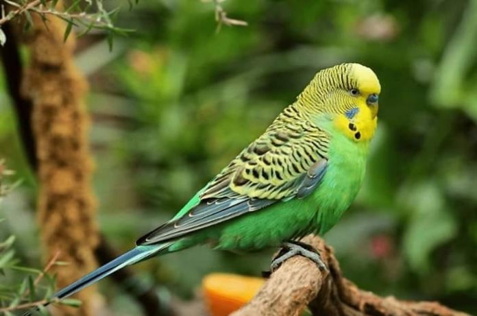 Papuga falista - informacje, hodowla, co potrzebuje,ile żyje i kosztuje w sklepie zoologicznym (1)