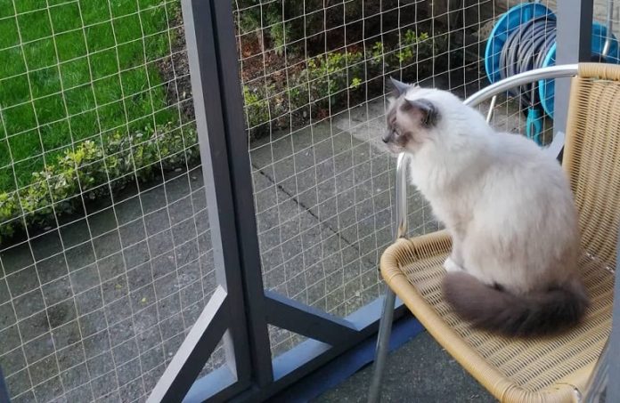 Woliera dla kota - w ogrodzie, na balkonie, jak zrobić samemu, cena, co to jest (1)