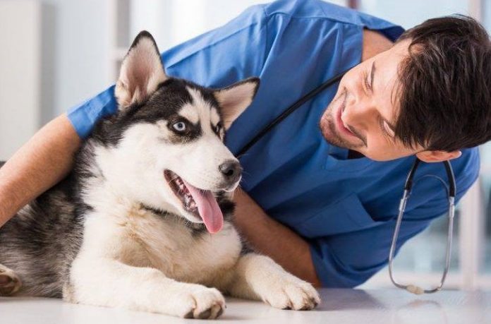Zachowanie psa po szczepieniu na wściekliznę - jak postępować z psem po szczepieniu (1)