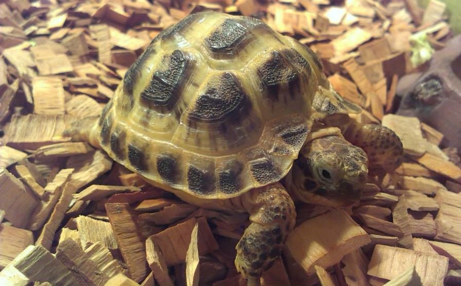 Żółw stepowy - informacje, hodowla, co potrzebuje, gdzie kupić, ile żyje, cena (1)