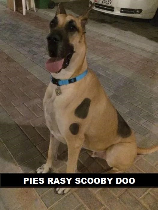 Jakiej rasy jest Scooby Doo? Jak wygląda pies Scooby Doo?
