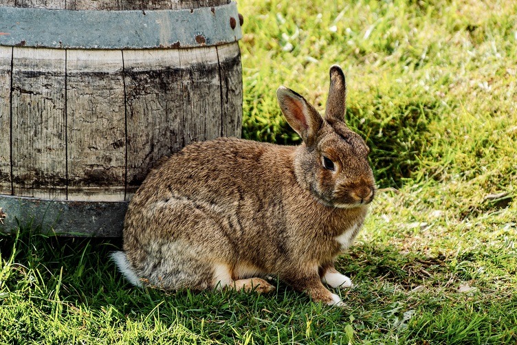 Kiedy samica królika ma ruje Ile trwa ciąża u królika (1)