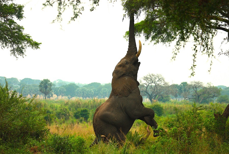 Ile waży słoń indyjski i afrykański  Ile kilogramów dziennie zjada słoń (1)