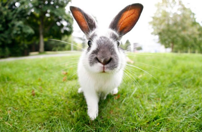 Czy króliki rozumieją co się do nich mówi - czy rozumie człowieka i rozpoznaje właściciela (3)