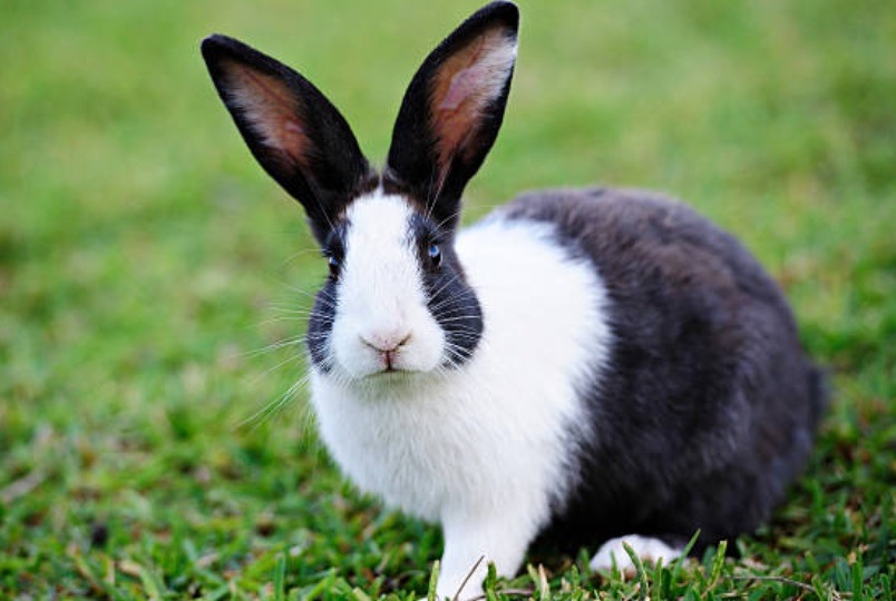 Czy króliki rozumieją co się do nich mówi - czy rozumie człowieka i rozpoznaje właściciela (3)