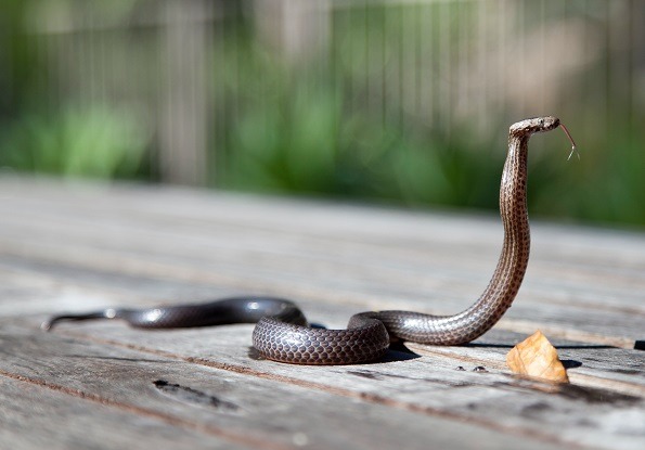 Wąż to gad czy płaz (2)