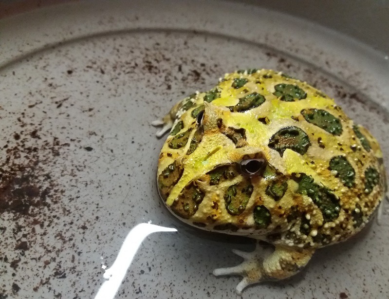 Żaba rogata - wymagania, warunki hodowli, nie chce jeść, cena, ile żyje (1)