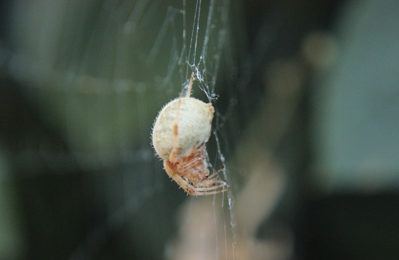 Araneus gemmoides - czy gryzie i jest trujący, zachowanie, co to za pająk (1)