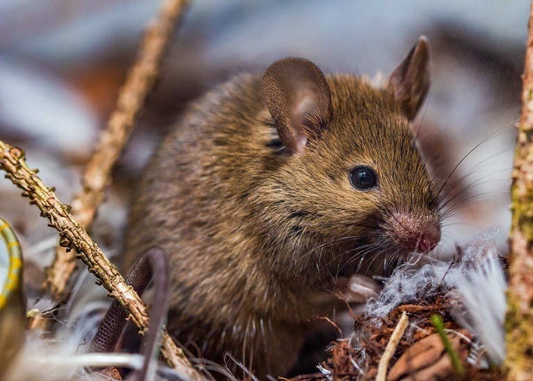Czego boją się szczury i jaki zapach je odstrasza Czy ocet na szczury to dobry pomysł (1)