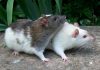 Czego boją się szczury i jaki zapach je odstrasza Czy ocet na szczury to dobry pomysł (1)