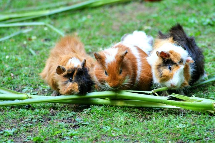 Czy świnka może jeść kapustę pekińską, jarmuż, seler naciowy, rzodkiewkę i brokuły (1)