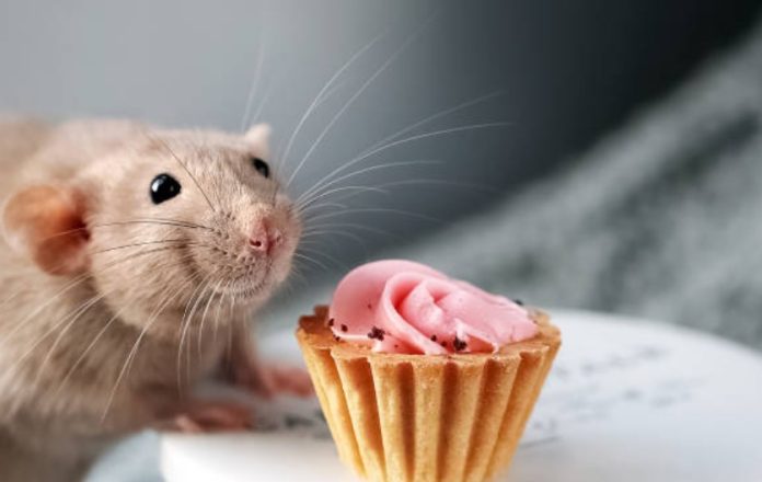 Czy szczur może jeść jajko, czekoladę, rzodkiewkę, mandarynki, truskawki i ananasa (1)