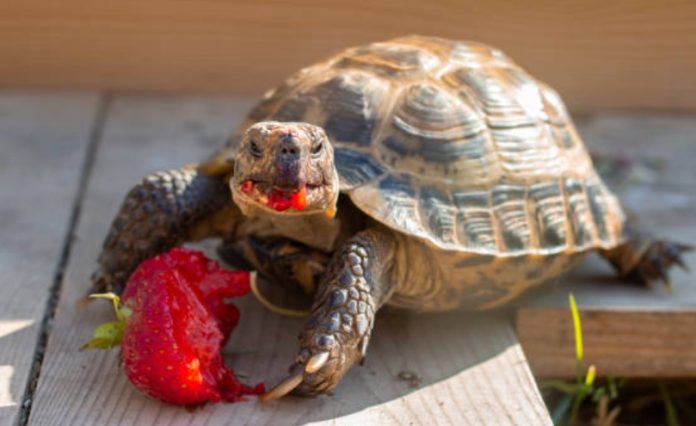 Czy żółw może jeść, szpinak, pomidora, jabłko, sałatę, marchewkę, truskawki i bazylię (1)