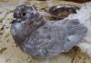 Gołębie ozdobne podlaskie - ile żyją i kosztują, hodowla, gdzie kupić (1)