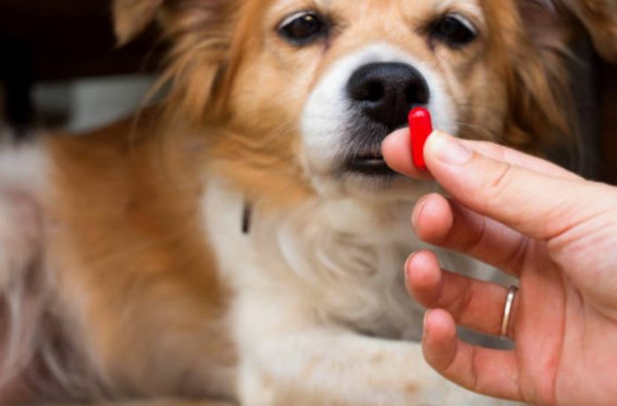 Nifuroksazyd dla psa - opinie na forum, dawkowanie, przy wymiotach i na biegunkę (1)