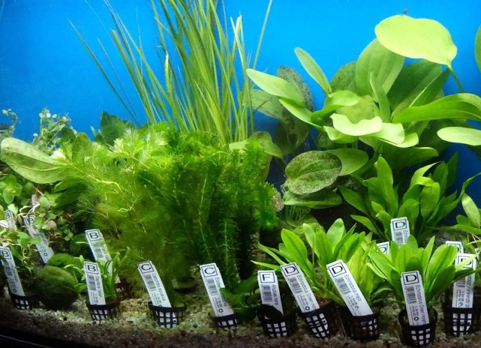 Rośliny akwariowe łatwe w uprawie - jakie wybrać rośliny szybkorosnące (1)