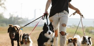 Lek przeciwzapalny i przeciwbólowy na stawy dla psa bez recepty - opinie na forum (1)