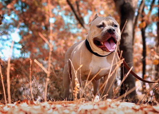 Pitbull pies - opinie na forum, czy jest groźny, czy dla dzieci, cena, uścisk szczęki, Wikipedia (3)