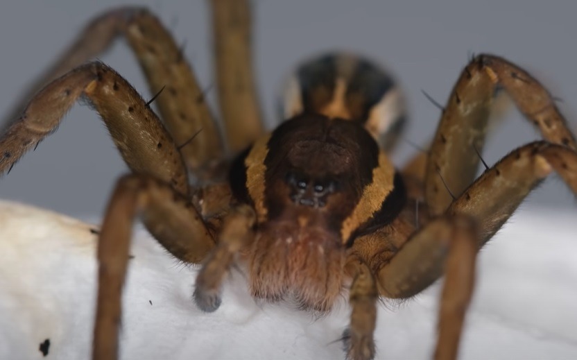 3 najbardziej jadowite i największe pająki w Polsce (1)