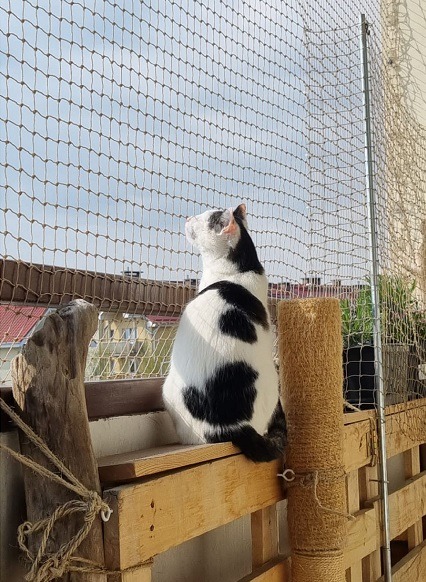 Siatka na balkon dla kota bez wiercenia - opinie na forum, jak zabezpieczyć i zawiesić (1)