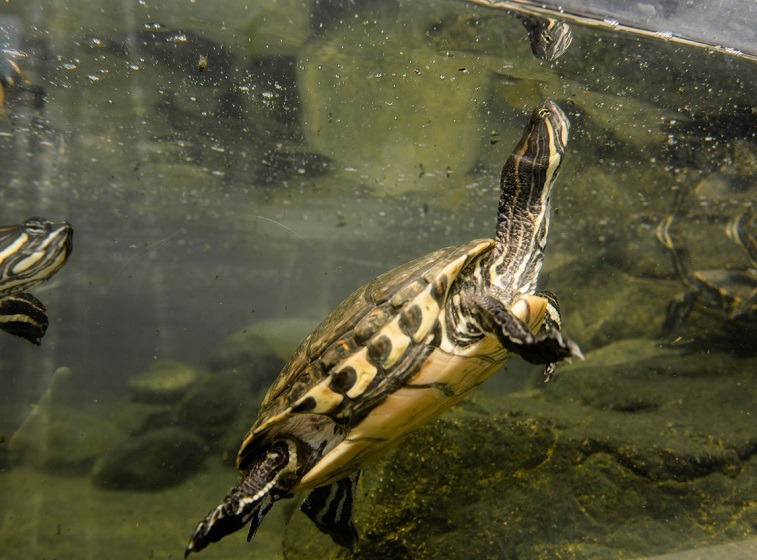 Biorept dla żółwia - opinie na forum, co to jest, czy warto (1)