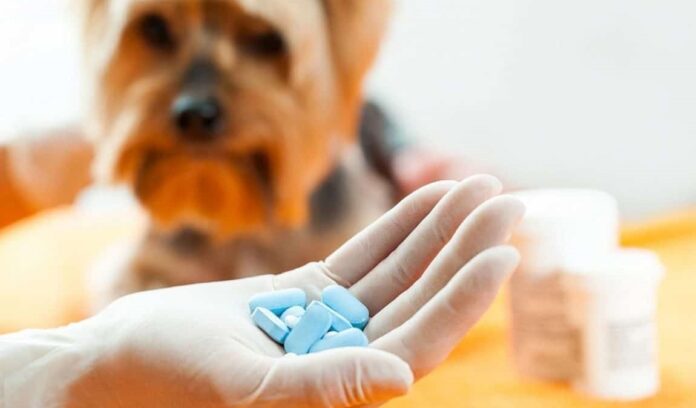 Amoksycylina dla psa - co to jest, na co pomaga, skutki uboczne, dawkowanie, opinie na forum