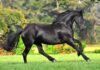 Konie fryzyjskie - opis rasy, charakter, jak wygląda hodowla, co je, w galopie