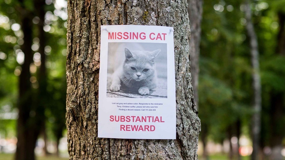 Ogłoszenie o zaginięciu kota - gotowy wzór