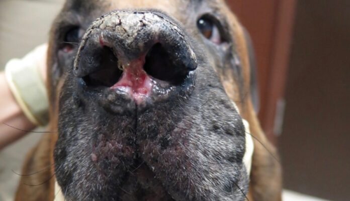 Grzybica nosa u psa - jak się pozbyć i jak wygląda, co robić