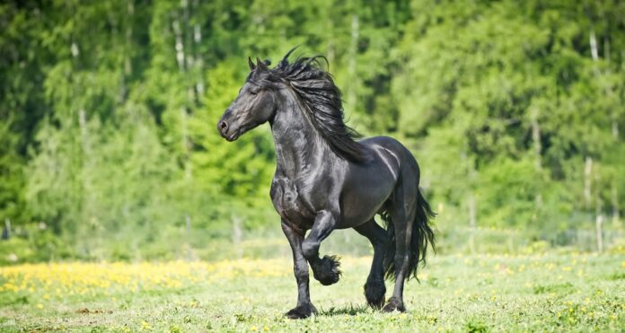 Koń fryzyjski - czy jest gorącokrwisty Ile kosztuje