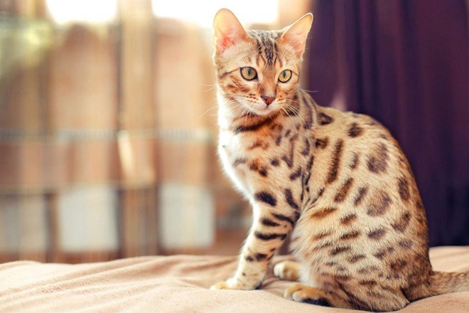 Kot bengalski - opinie, hodowla, charakter, czy lubią się przytulać