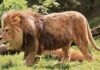 Lew berberyjski - ile żyje, ile jest na całym świecie