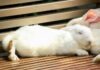 Na czym i jak śpią króliki