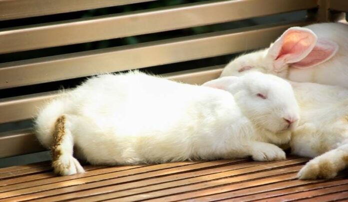 Na czym i jak śpią króliki