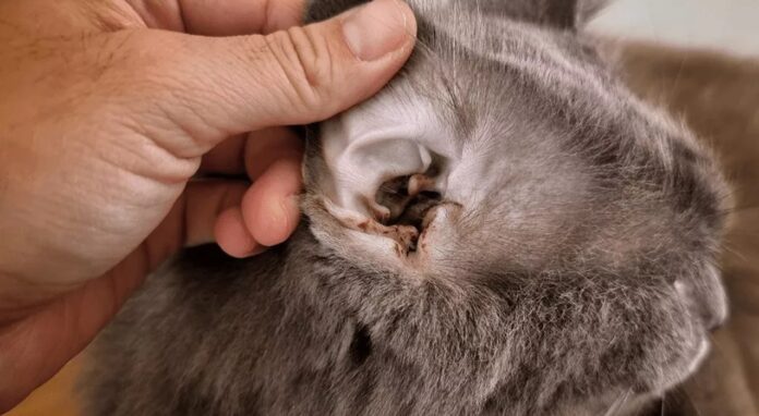 Świerzbowiec uszny u kota - domowe sposoby, leczenie, jak wygląda