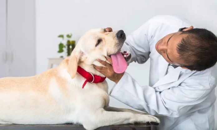 Zapalenie gardła u psa - forum, jak leczyć, co podać, objawy