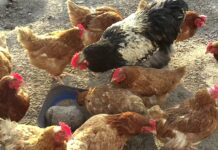 Kura messa – co to za rasa, ile jajek znosi, opinie na forum, czy opłaca się hodowla, cena Kura messa - co to za rasa, ile jajek znosi, opinie na forum, czy opłaca się hodowla, cena (1)