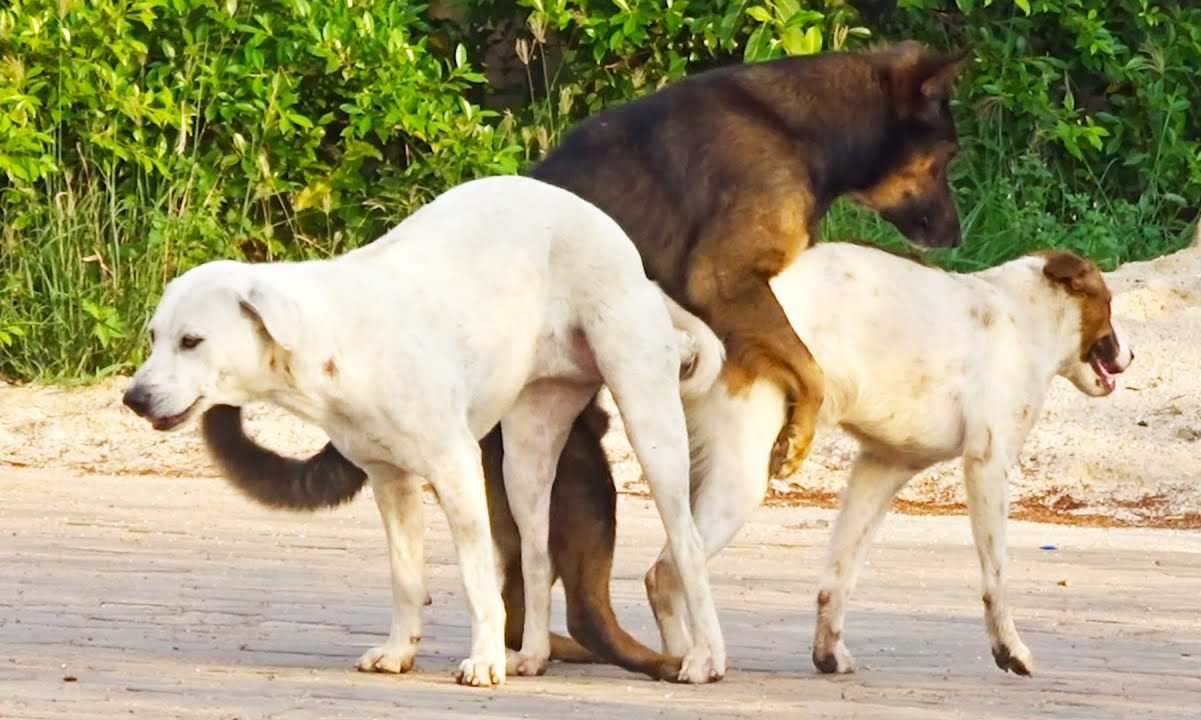 Ruchy kopulacyjne u wykastrowanego psa - czy pies po kastracji może kopulować (1)