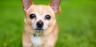 Hodowla psów rasowych Chihuahua - opinie na forum (1)
