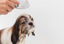 Jak często kąpać psa Shih Tzu?