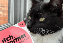 Po jakim czasie działa tabletka na odrobaczenie kota? Po jakim czasie działa tabletka na odrobaczenie kota