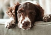 Czy po kastracji chemicznej pies jest spokojniejszy?