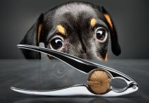 W jakim wieku kastracja chemiczna u psa?